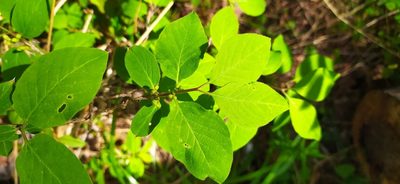 Lonicera xylosteum, photographed by Алексей Ябс
