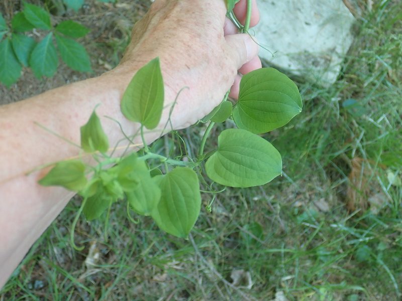 Smilax herbacea, photographed by Lynn Harper