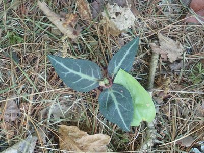 Chimaphila maculata, photographed by Lynn Harper