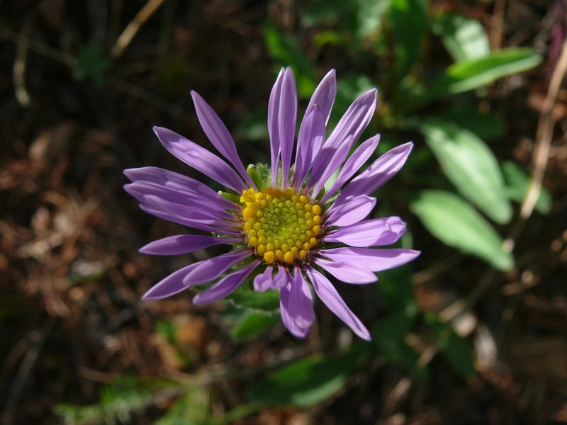 Aster alpinus, photographed by Dmitry Kulakov