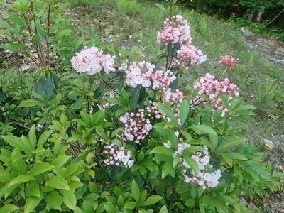 Kalmia latifolia, photographed by Lynn Harper