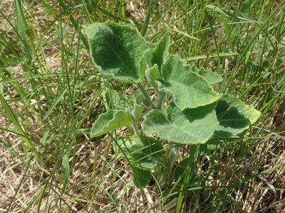 Physalis heterophylla, photographed by Lynn Harper