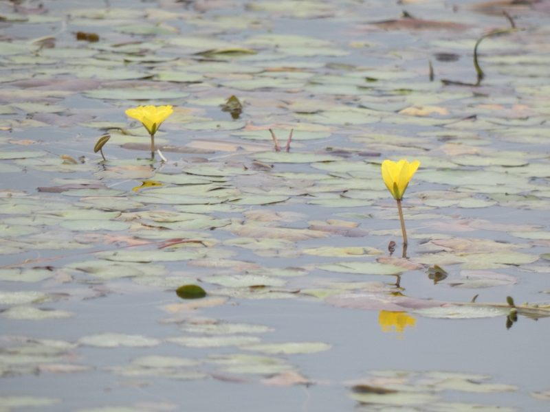 Nymphoides peltata, photographed by Steve Lawson