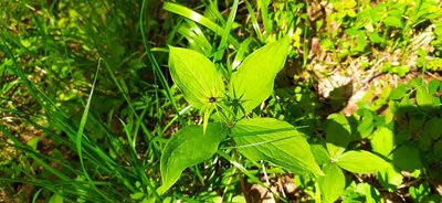 Paris quadrifolia, photographed by Алексей Ябс