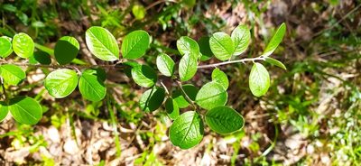 Cotoneaster laxiflorus, photographed by Алексей Ябс
