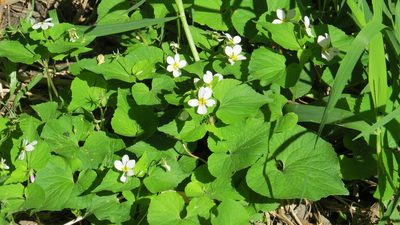 Viola canadensis, photographed by Marilynn Miller