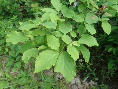 Hamamelis virginiana, photographed by Lynn Harper