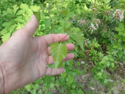 Betula populifolia, photographed by Lynn Harper