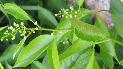 Celastrus scandens, photographed by Marilynn Miller