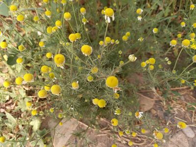 Matricaria chamomilla, photographed by Гущина Ангелина Викторовна
