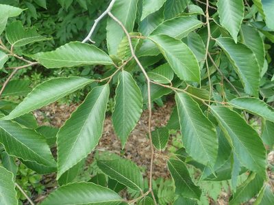 Fagus grandifolia, photographed by Lynn Harper