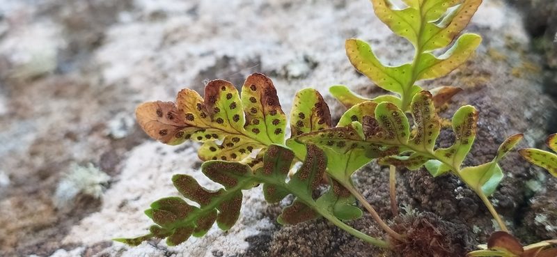 Polypodium vulgare, photographed by Алексей Ябс