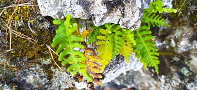 Polypodium vulgare, photographed by Алексей Ябс