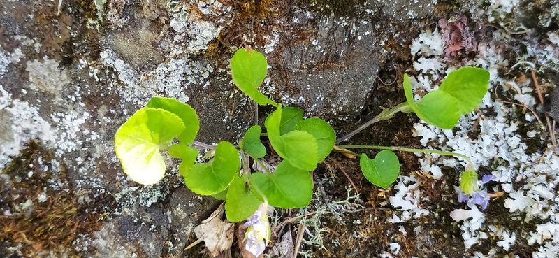 Viola rupestris, photographed by Алексей Ябс
