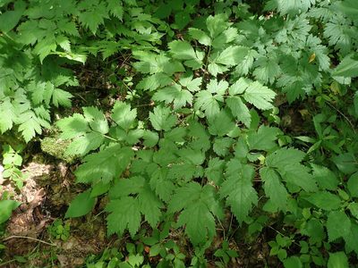 Actaea podocarpa, photographed by Evan M. Raskin