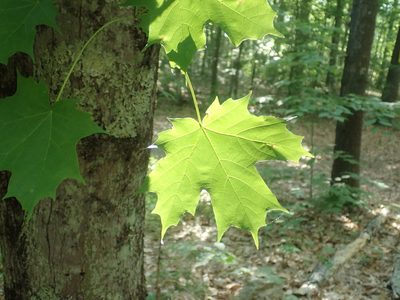 Acer saccharum, photographed by Lynn Harper