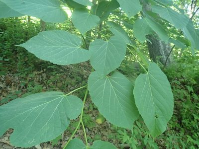 Tilia americana, photographed by Lynn Harper