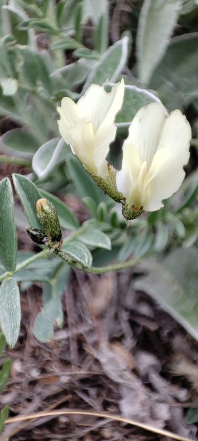 Astragalus neokarelinianus, photographed by Elio Oblomoff