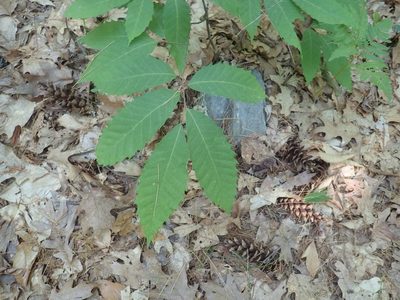Castanea dentata, photographed by Lynn Harper