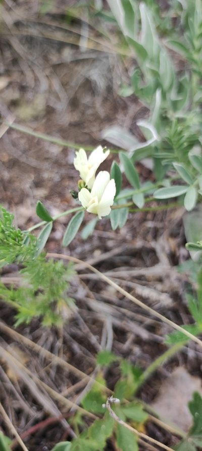 Astragalus neokarelinianus, photographed by Elio Oblomoff