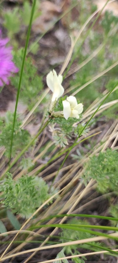 Astragalus neokarelinianus, photographed by Elio Oblomoff