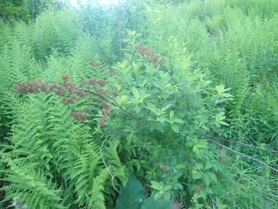 Spiraea alba, photographed by Lynn Harper