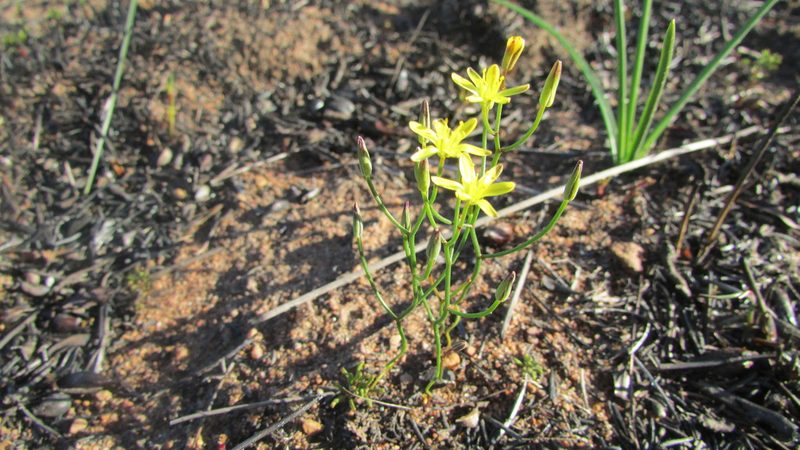 Eriospermum spirale, photographed by James Deacon
