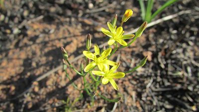 Eriospermum spirale, photographed by James Deacon