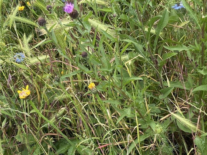 Centaurea nigra, photographed by David Lazarus