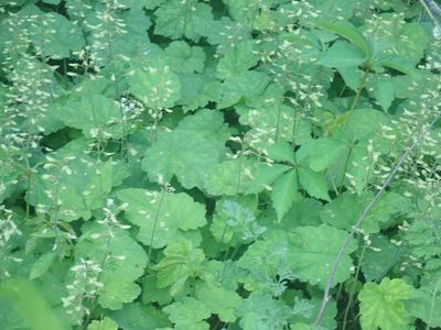 Tiarella stolonifera, photographed by Lynn Harper