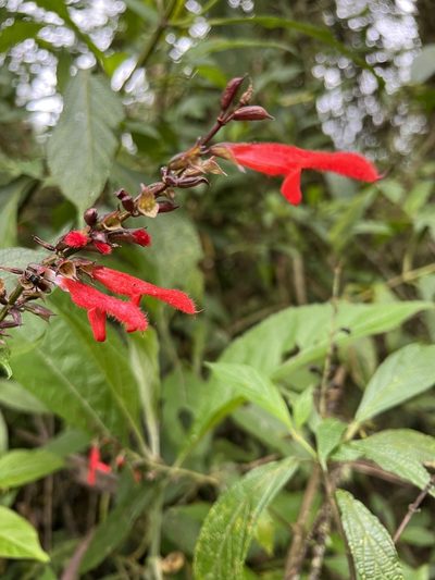 Salvia rufula, photographed by Nicolás Baresch Uribe