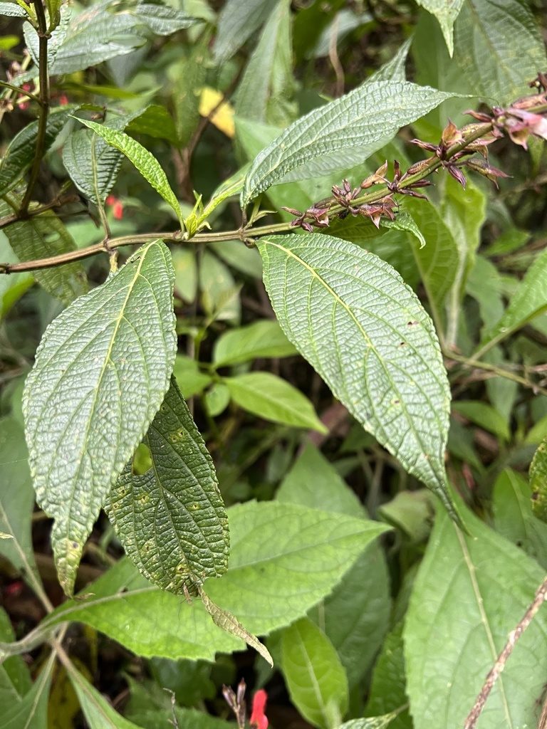 Salvia rufula, photographed by Nicolás Baresch Uribe