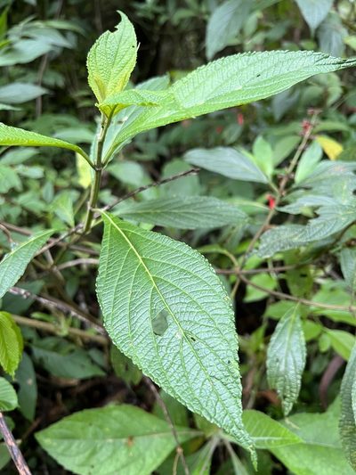 Salvia rufula, photographed by Nicolás Baresch Uribe