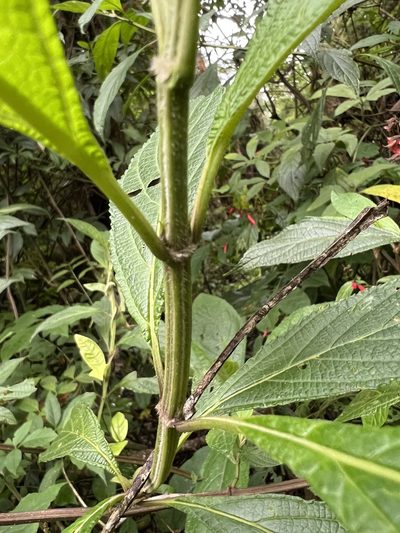 Salvia rufula, photographed by Nicolás Baresch Uribe