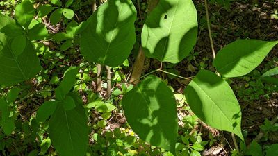 Reynoutria japonica, photographed by Erin Lalime