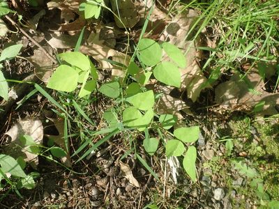 Amphicarpaea bracteata, photographed by Lynn Harper