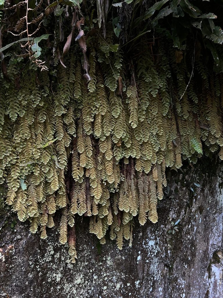 Hymenophyllum tomentosum, photographed by Nicolás Baresch Uribe