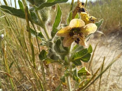Hyoscyamus niger, photographed by Гущина Ангелина Викторовна