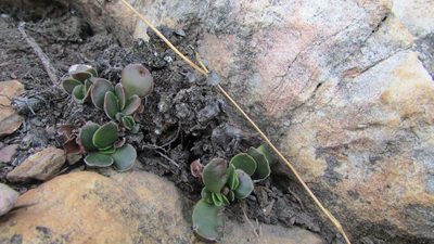Crassula nudicaulis, photographed by James Deacon