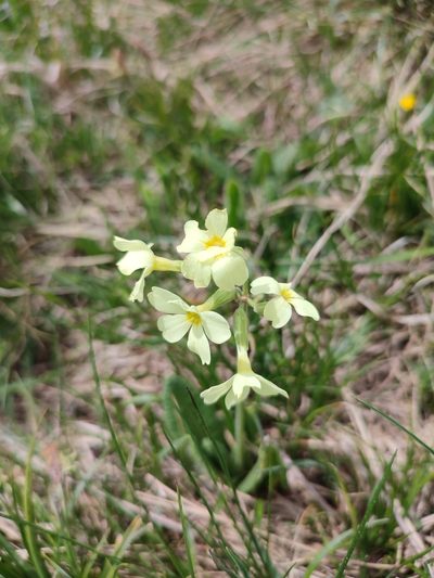Primula ruprechtii, photographed by Иван Ковтун Ivan Kovtun