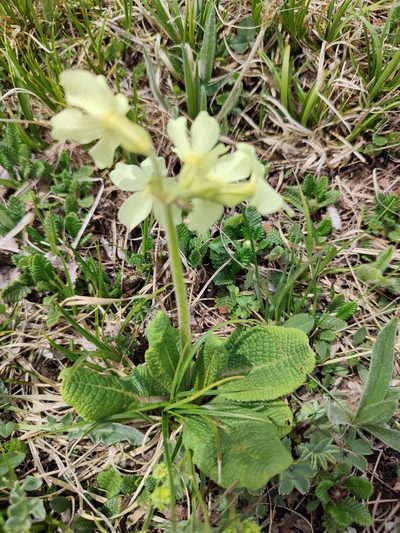 Primula ruprechtii, photographed by Иван Ковтун Ivan Kovtun