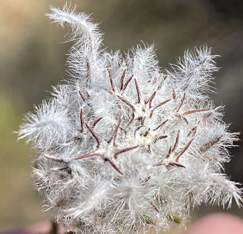 Phylica leipoldtii, photographed by Dave U