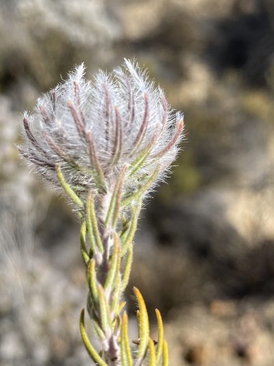 Phylica leipoldtii, photographed by Dave U