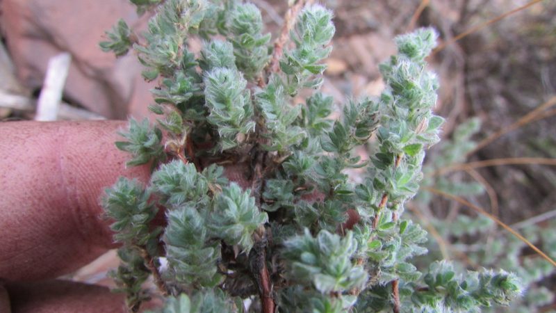 Cliffortia hantamensis, photographed by James Deacon