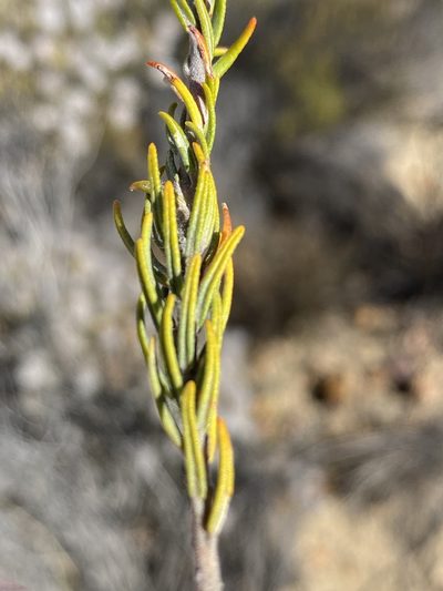Phylica leipoldtii, photographed by Dave U