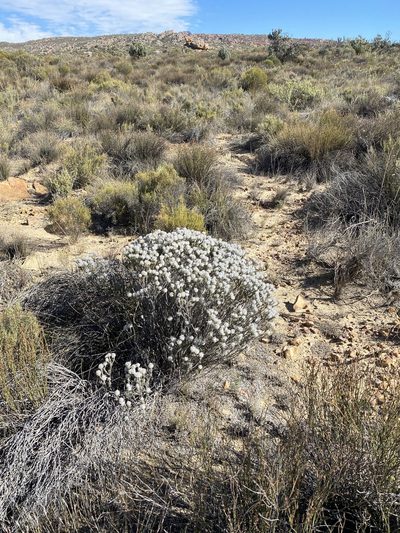 Phylica leipoldtii, photographed by Dave U