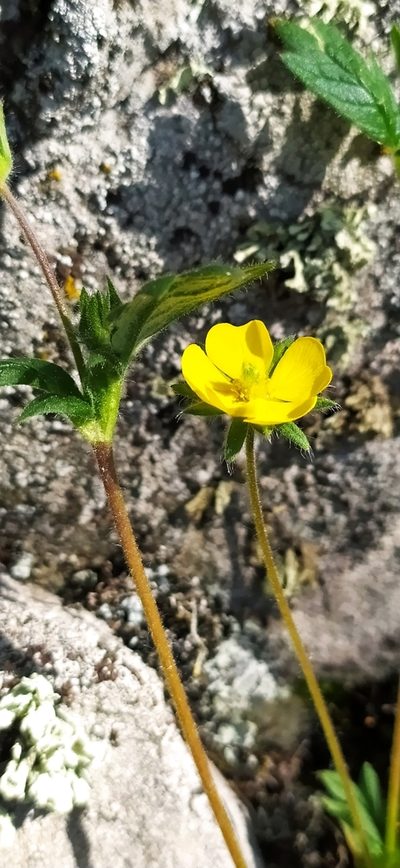 Potentilla evestita, photographed by Алексей Ябс