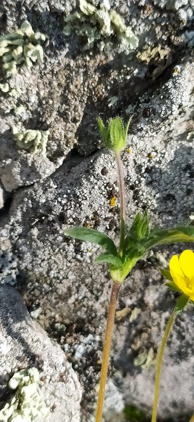 Potentilla evestita, photographed by Алексей Ябс