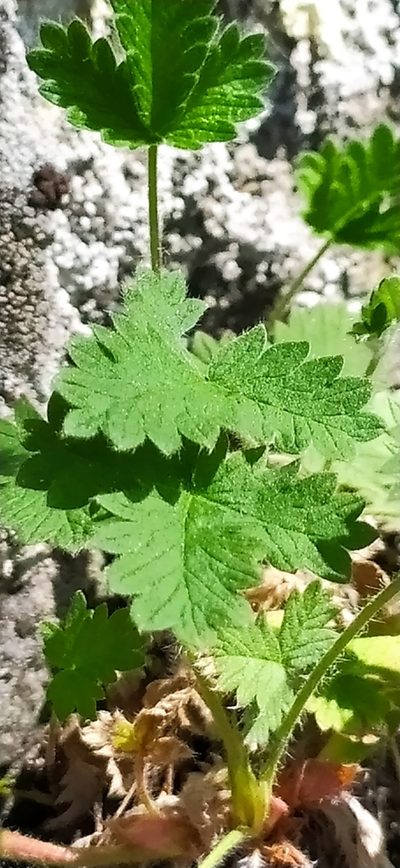 Potentilla evestita, photographed by Алексей Ябс