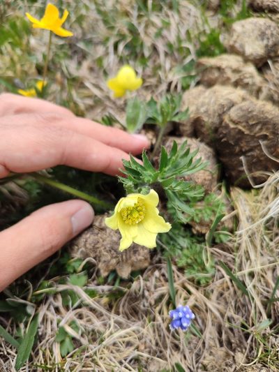 Pulsatilla albana, photographed by Иван Ковтун Ivan Kovtun